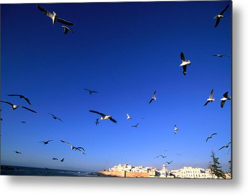 Built Structure Metal Print featuring the photograph Seagulls Fly Above The Harbour With by John Elk