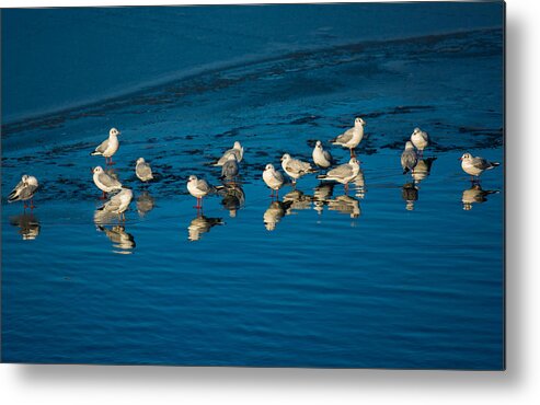 Animal Metal Print featuring the photograph Seagulls On Frozen Lake by Andreas Berthold