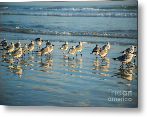 Seagulls Waiting Metal Print featuring the photograph Seagulls Waiting by Mina Isaac