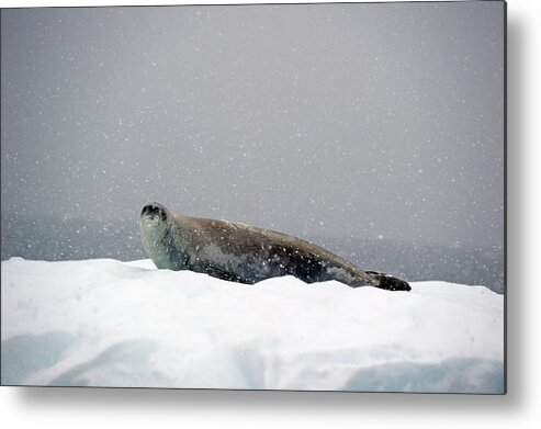 Iceberg Metal Print featuring the photograph Seal On An Iceberg In A Snowfall by Jim Julien / Design Pics