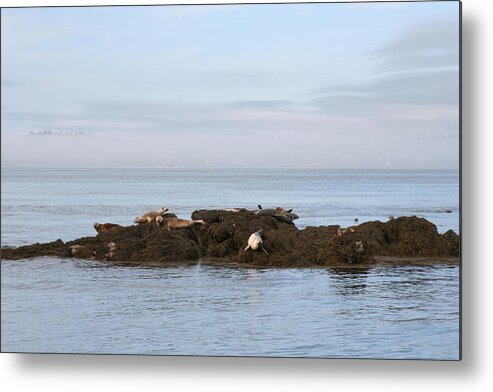 Seals Metal Print featuring the photograph Seals on Island by Dr Carolyn Reinhart