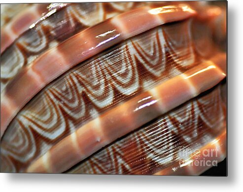 Photography Metal Print featuring the photograph Seashell Abstract by Kaye Menner