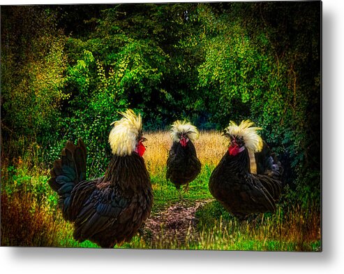 Chicken Metal Print featuring the photograph Secret Conclave Of The Barristers by Chris Lord