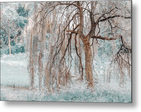 Nature Metal Print featuring the photograph Secret Life of the Willow Tree. Nature in Alien Skin by Jenny Rainbow