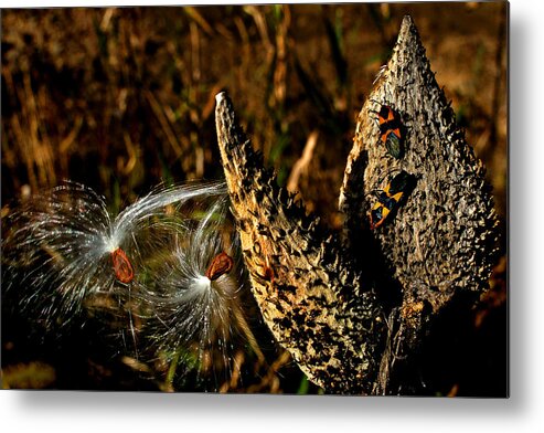 Seeds Metal Print featuring the photograph Seeds in the Wind by Jamieson Brown