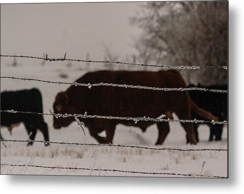 Bull Metal Print featuring the photograph Seeking Shelter from the Cold by Shirley Heier