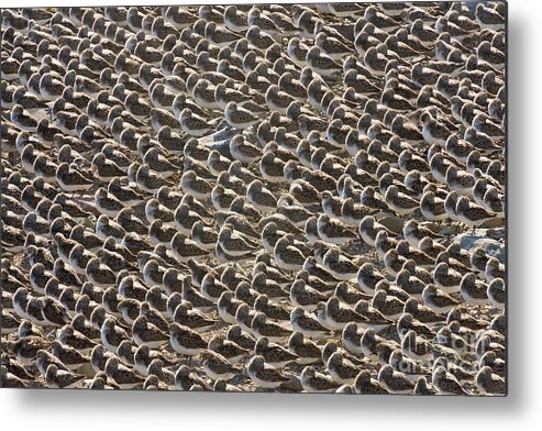 00536652 Metal Print featuring the photograph Semipalmated Sandpipers Sleeping by Yva Momatiuk John Eastcott