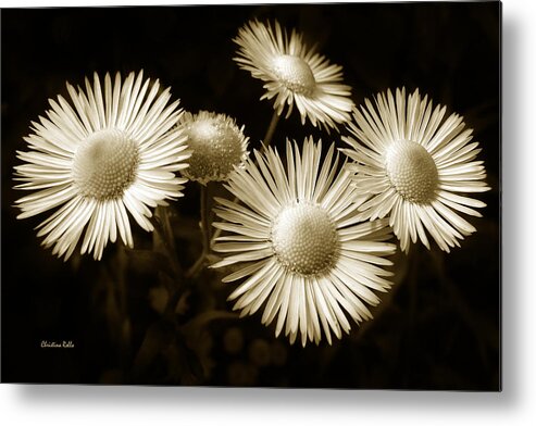 Flowers Metal Print featuring the photograph Sepia Flowers by Christina Rollo