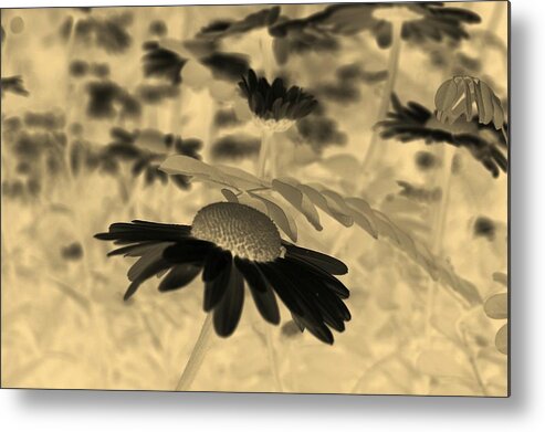 Common Daisy Metal Print featuring the photograph Sepia Oxeye Daisy by Taiche Acrylic Art
