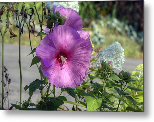 Flower Purple Mauve Green White Metal Print featuring the photograph September Flower by Art Tilley