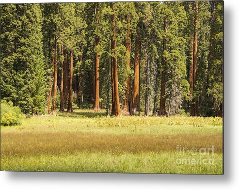 Giant Trees Sequoia National Park California Parks Landscape Landscapes Big Tree Trail Trails Metal Print featuring the photograph Sequoia Big Tree Trail by Bob Phillips