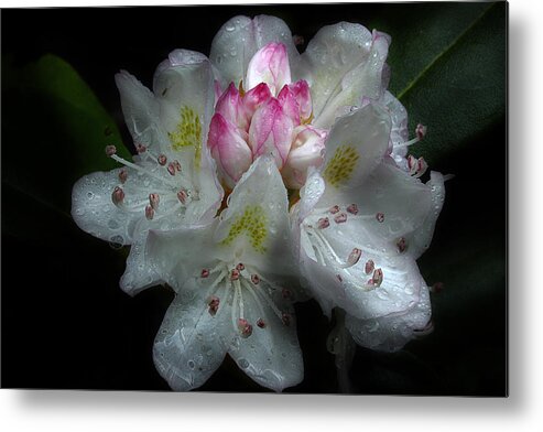 Fresh Rhododendron Metal Print featuring the photograph Serenade Of Twilight by Michael Eingle