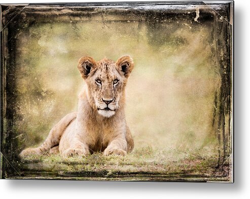 Africa Metal Print featuring the photograph Serene Lioness by Mike Gaudaur