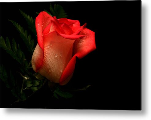 Rose Metal Print featuring the photograph Serenity by Doug Norkum