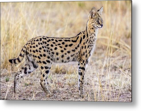 Serval Metal Print featuring the photograph Serval Hunting by Jeffrey C. Sink