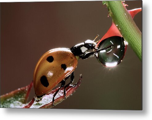 Nis Metal Print featuring the photograph Seven-spotted Ladybird Drinking by Jef Meul