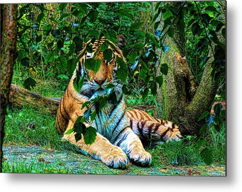 Tiger Metal Print featuring the photograph Shaded Stripes by Glenn Feron