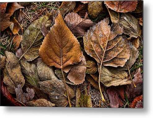 Autumn Metal Print featuring the photograph Shades of Autumn by Steve Sullivan