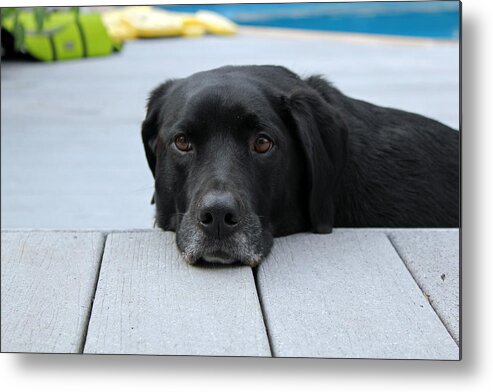Black Dog Metal Print featuring the photograph Shadow lounging on the deck by Susan Jensen