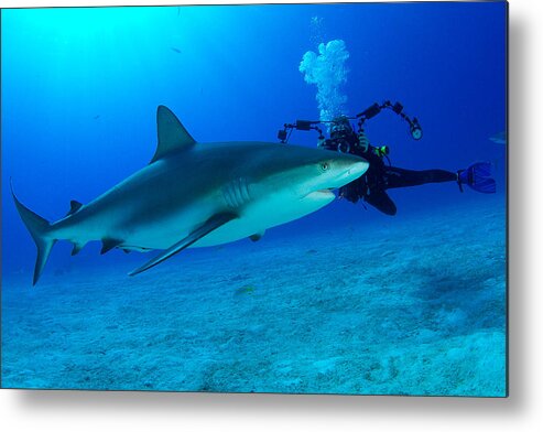 Caribbean Reef Shark Metal Print featuring the photograph Shark Girl by Aaron Whittemore