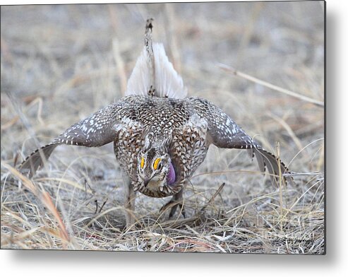Greater Prairie Chicken Metal Print featuring the photograph Sharp Tailed Grouse by Steve Javorsky