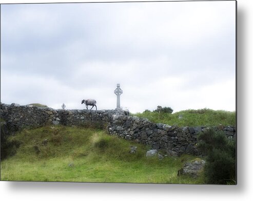 Cross Metal Print featuring the photograph Sheep and cross by Hugh Smith