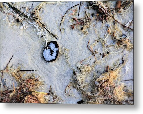 Shell Metal Print featuring the photograph Shell on the Natural Beach by Rosalie Scanlon