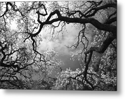 Oak Tree Metal Print featuring the photograph Sheltering Sky by Laurie Search