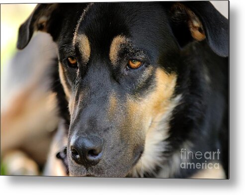 Dog Metal Print featuring the photograph Shepherd Face by Janice Byer