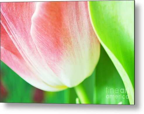 Tulip Metal Print featuring the photograph Shiny by Felicia Tica