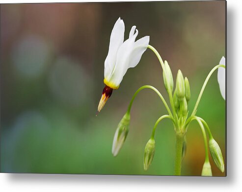 Shooting Star Metal Print featuring the photograph Shooting Star Wildflower by Melinda Fawver