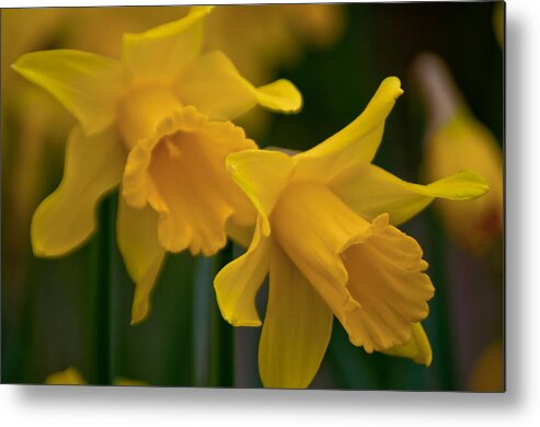 Daffodils Metal Print featuring the photograph Shout Out of Spring by Tikvah's Hope