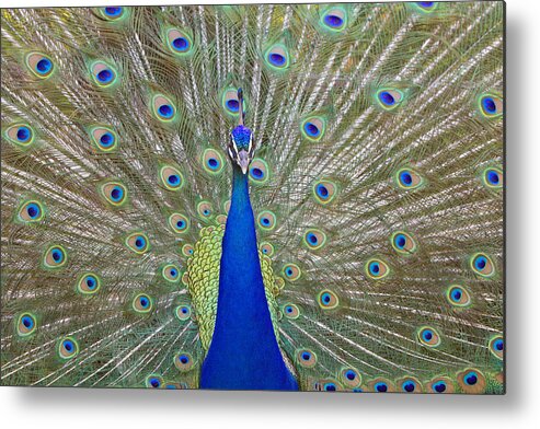 Peacock Metal Print featuring the photograph Showing Off by Shoal Hollingsworth