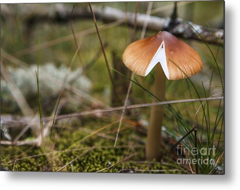 Scenic Metal Print featuring the photograph Shroom by Scott Kerrigan