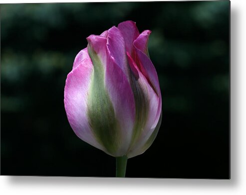 Tulip Metal Print featuring the photograph Shy by Doug Norkum