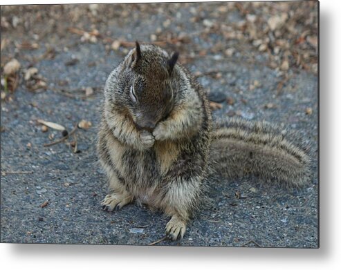 Ground Metal Print featuring the photograph Shy Guy by Christy Pooschke