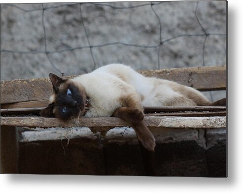 Moving To Lying Down Position Metal Print featuring the photograph Siamese Cat by Andres Ruffo