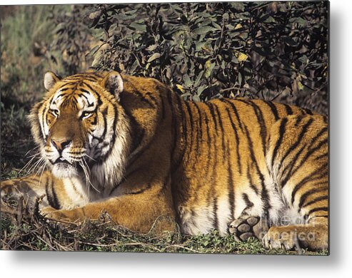 Siberian Tiger Metal Print featuring the photograph Siberian Tiger Stalking Endangered Species Wildlife Rescue by Dave Welling