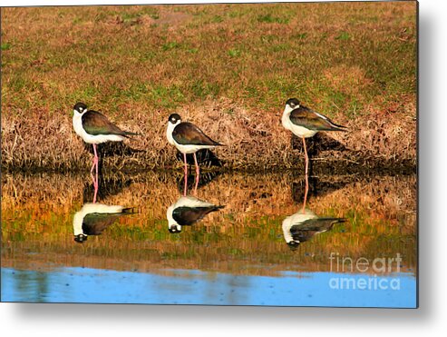 Water Metal Print featuring the photograph Siesta Time by Robert Bales