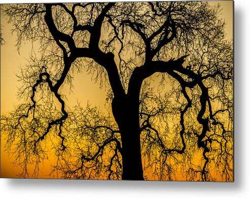 Oak Tree Metal Print featuring the photograph Silhouette Oak by Spencer Hughes