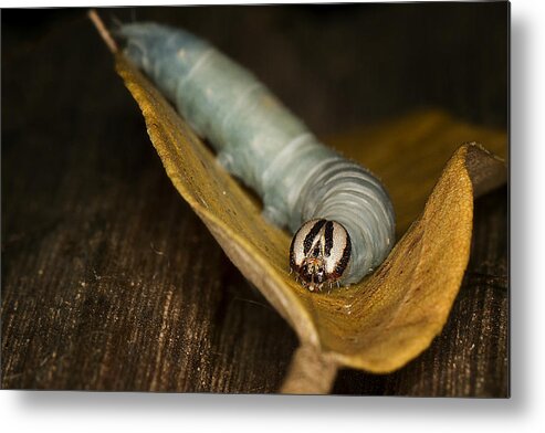 Silk Worm Metal Print featuring the photograph Silk Worm 02 by Kevin Chippindall