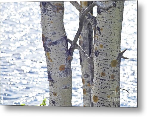 Tree Metal Print featuring the photograph Silver birch trees at a sunny lake by Heiko Koehrer-Wagner