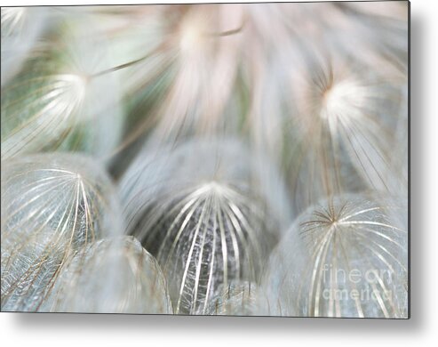 Wildflowers Metal Print featuring the photograph Silver Fire by Gwen Gibson