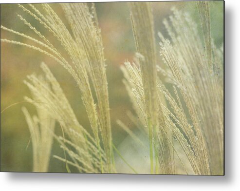 Grass Metal Print featuring the photograph Silver Grass by Beverly Claire Kaiya