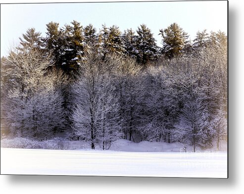 Tree Metal Print featuring the photograph Silver Light Morning by Brenda Giasson