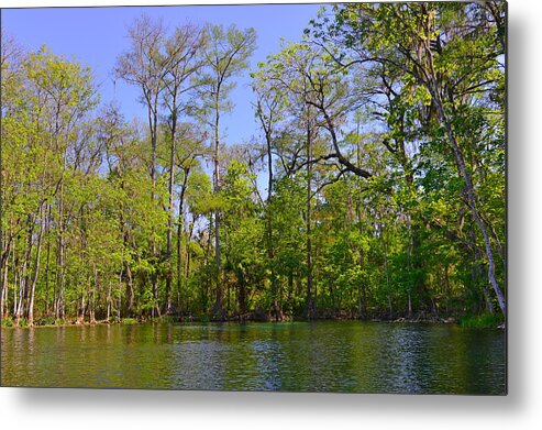 Silver Metal Print featuring the photograph Silver River Florida by Alexandra Till