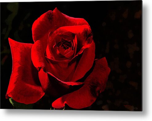 Rose Metal Print featuring the photograph Simply Red Rose by Phyllis Denton