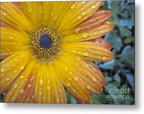 Flowers Metal Print featuring the photograph Singing in the Rain by Joanne West