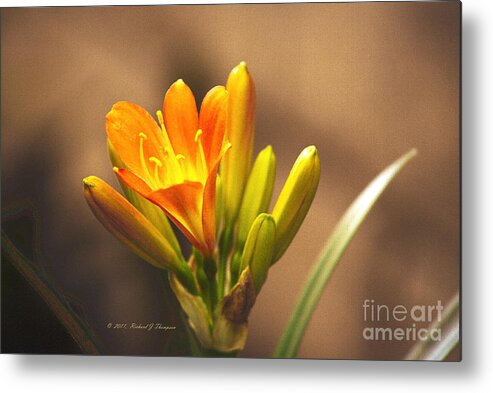 Kaffir Lily Metal Print featuring the photograph Single Kaffir Lily Bloom by Richard J Thompson 