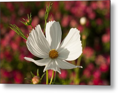 Botanical Metal Print featuring the photograph Single by Miguel Winterpacht